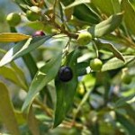 Dieta do chá da folha de oliveira