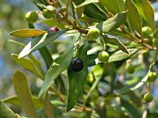 Dieta da folha de oliveira para emagrecer