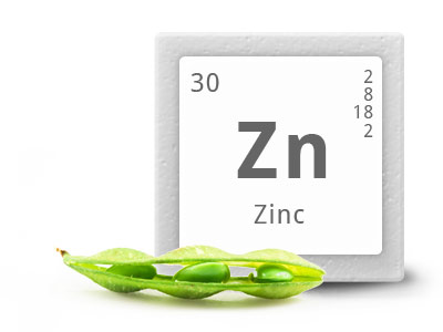 Zinco: o mineral não pode faltar em nossa alimentação